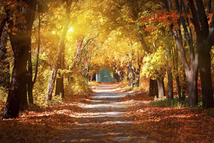 Walking In The Autumn Sun Of My&nbsp;Life