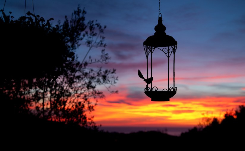 Message of the&nbsp;BirdSong