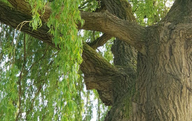 Willow Tree